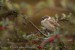 Vrabec polní (Passer montanus) VIII