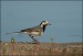 Konipas bílý (Motacilla alba)