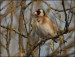 Stehlík obecný (Carduelis carduelis)