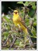 Strnad obecný (Emberiza citrinella)