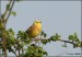 Strnad obecný (Emberiza citrinella) IV