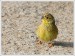 Strnad obecný (Emberiza citrinella) V