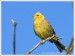 Strnad obecný (Emberiza citrinella) VI