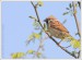 Vrabec polní (Passer montanus) II