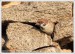 Vrabec polní (Passer montanus) VI