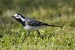 Konipas bílý (Motacilla alba)