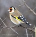 Stehlík obecný (Carduelis carduelis)