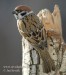 Vrabec polní (Passer montanus) III