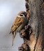 Vrabec polní (Passer montanus) V