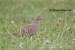 Koroptev polní (Perdix perdix) III