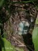 Bramborníček černohlavý (Saxicola torquata) II