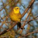 Strnad obecný (Emberiza citrinella)