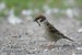 Vrabec polní (Passer montanus) II