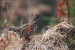 Jeřábek lesní (Bonasa bonasia)