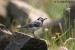 Konipas bílý (Motacilla alba)