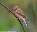 Konopka obecná (Carduelis cannabina)