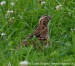 Křepelka polní (Coturnix coturnix)