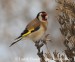 Stehlík obecný (Carduelis carduelis)