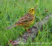 Strnad obecný (Emberiza citrinella)