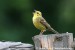 Strnad obecný (Emberiza citrinella) II