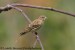 Strnad obecný (Emberiza citrinella) III