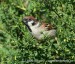 Vrabec polní (Passer montanus)