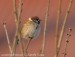 Vrabec polní (Passer montanus) V
