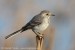 Konipas bílý (Motacilla alba)