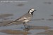 Konipas bílý (Motacilla alba) II