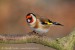 Stehlík obecný (Carduelis carduelis) II