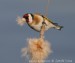 Stehlík obecný (Carduelis carduelis) III