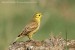 Strnad obecný (Emberiza citrinella) II