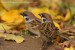 Vrabec polní (Passer montanus) VI