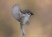 Vrabec polní (Passer montanus) IX