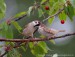 Vrabec polní (Passer montanus) XI