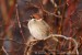 Vrabec polní (Passer montanus) XII