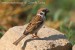 Vrabec polní (Passer montanus) II