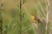 Strnad obecný (Emberiza citrinella)