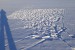 Koroptev polní (Perdix perdix) - sníh prohrabaný hejnkem