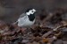 Konipas bílý (Motacilla alba)