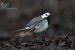 Konipas bílý (Motacilla alba) II